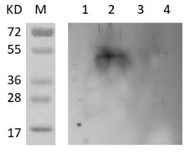 Western blot (RPS6-171).jpg